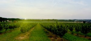 pepiniere noisette chateau grave bechade