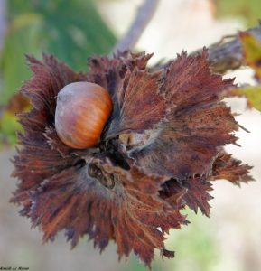 gros plan noisette chateau grave bechade